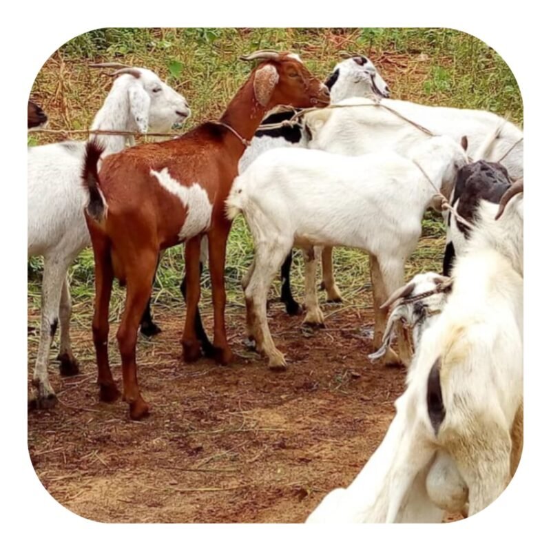 Import-Export et Vente en gros de cabris