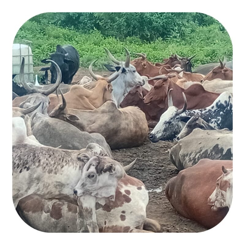 Import-Export et Vente en gros de Bœufs