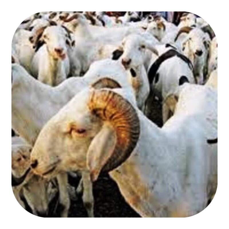 Import-Export et Vente en gros de Moutons