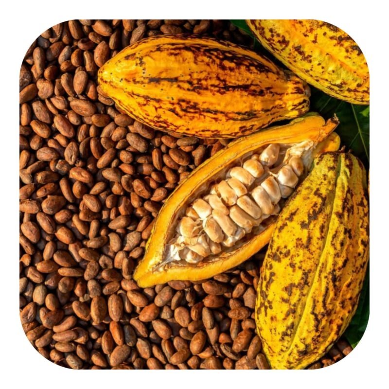 Exportation de Cacao